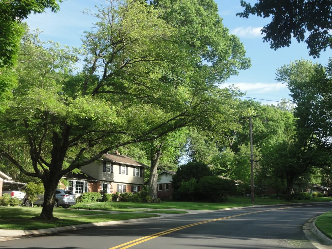 Tree-lined suburban neighborhood street with houses
